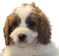 Jack, a male Cavapoo for sale in Lithia, FL – Photo 5 of 10