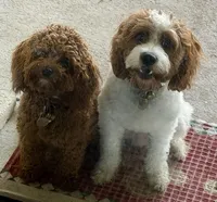 Jack, a male Cavapoo for sale in Lithia, FL – Photo 8 of 10