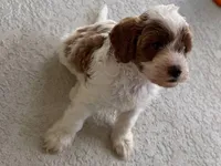 Leon, a male Cavapoo for sale in Lithia, FL – Photo 3 of 10