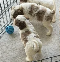 Leon, a male Cavapoo for sale in Lithia, FL – Photo 7 of 10