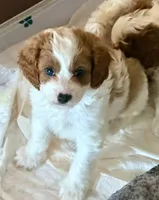 Leon, a male Cavapoo for sale in Lithia, FL – Photo 8 of 10