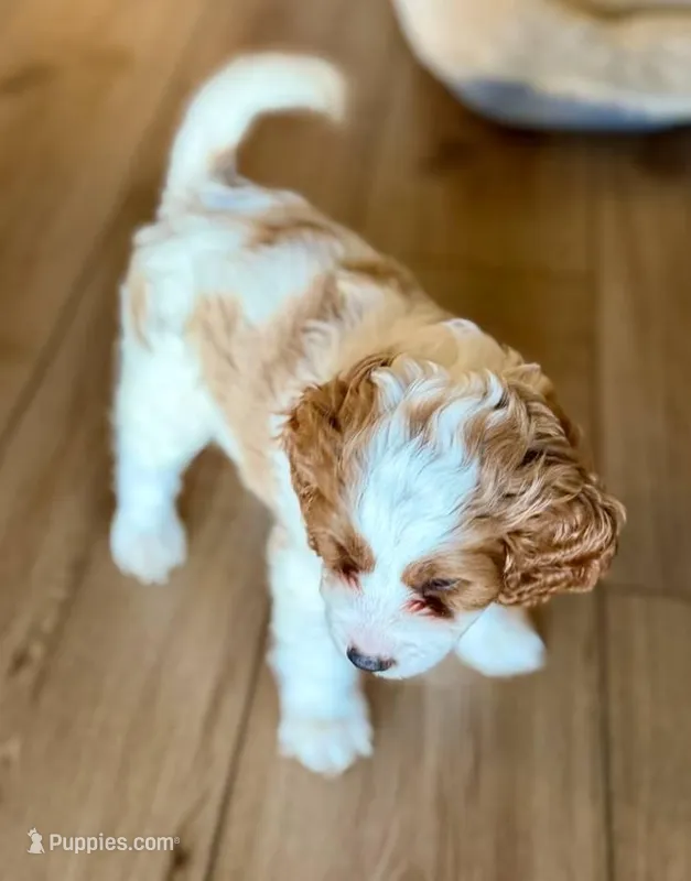 Leon – Cavapoo puppy for sale in Lithia, FL