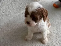 Leon, a male Cavapoo for sale in Lithia, FL – Photo 4 of 10