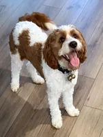 Leon, a male Cavapoo for sale in Lithia, FL – Photo 9 of 10