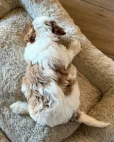 Leon, a male Cavapoo for sale in Lithia, FL – Photo 2 of 10