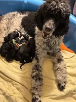 processed/583b92fe-7995-43bb-a485-3711fc1de832/facility/15f962b6-a2aa-4fab-bbbf-f71002cb6759