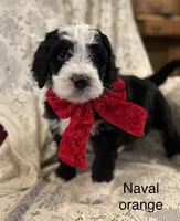 Naval (orange), a female Bernedoodle for sale in Bayard, NE – Photo 1 of 2