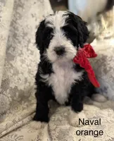 Naval (orange), a female Bernedoodle for sale in Bayard, NE – Photo 2 of 2