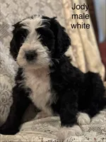 Jody (white), a male Bernedoodle for sale in Bayard, NE – Photo 4 of 7