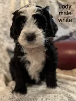 Jody (white), a male Bernedoodle for sale in Bayard, NE – Photo 6 of 7