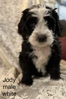 Jody (white), a male Bernedoodle for sale in Bayard, NE – Photo 2 of 7