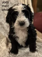 Jody (white), a male Bernedoodle for sale in Bayard, NE – Photo 3 of 7
