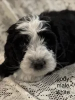 Jody (white), a male Bernedoodle for sale in Bayard, NE – Photo 7 of 7