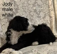 Jody (white), a male Bernedoodle for sale in Bayard, NE – Photo 1 of 7