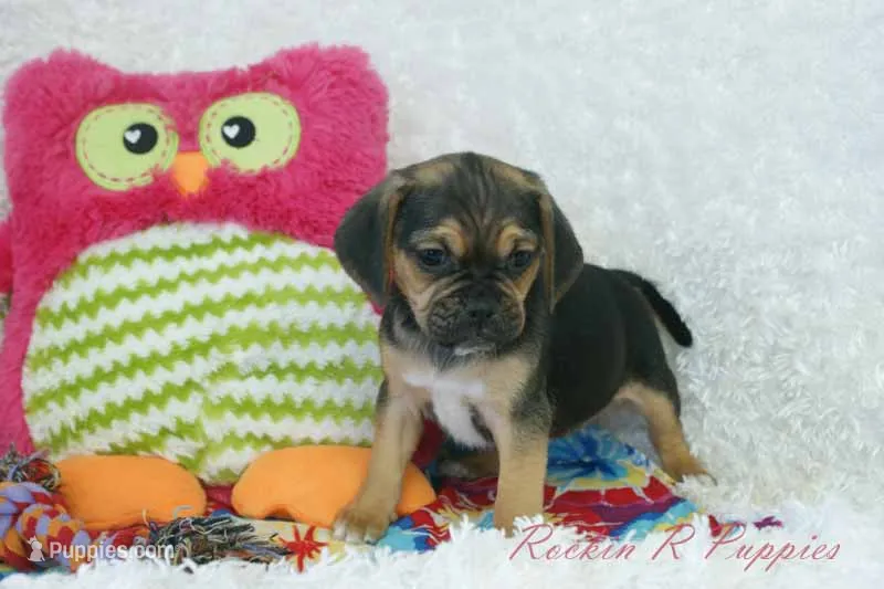 Cali Shipping Included