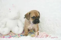 Nova Shipping Included, a female Puggle for sale in Pottersville, MO – Photo 5 of 7