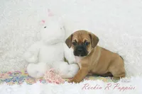 Nova Shipping Included, a female Puggle for sale in Pottersville, MO – Photo 7 of 7