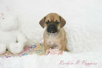 Nova Shipping Included, a female Puggle for sale in Pottersville, MO – Photo 3 of 7