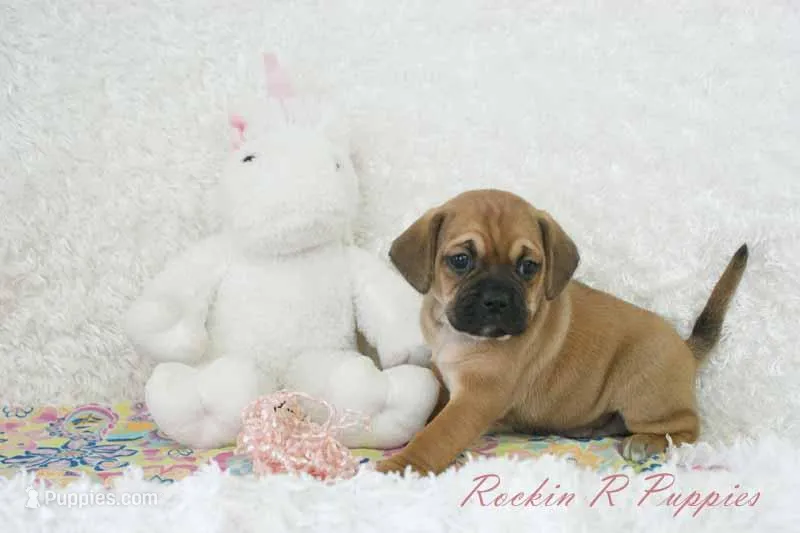 Nova Shipping Included – Puggle puppy for sale in Pottersville, MO