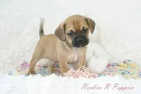 Nova Shipping Included, a female Puggle for sale in Pottersville, MO – Photo 1 of 7