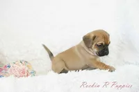 Nova Shipping Included, a female Puggle for sale in Pottersville, MO – Photo 4 of 7