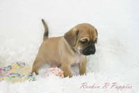 Nova Shipping Included, a female Puggle for sale in Pottersville, MO – Photo 6 of 7