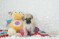 Polly Shipping Included, a female Puggle for sale in Pottersville, MO – 4 of 8