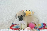 Polly Shipping Included, a female Puggle for sale in Pottersville, MO – 2 of 8