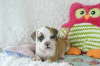 Fancy Shipping Included, a female English Bulldog and Puggle for sale in Pottersville, MO – 3 of 9