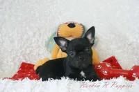 Asher Shipping Included, a male Frenchton for sale in Pottersville, MO – 1 of 7
