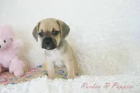 Roxy Shipping Included, a female Puggle for sale in Pottersville, MO – 4 of 7