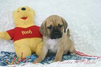 Fredrick Shipping Included, a male Puggle for sale in Pottersville, MO – 5 of 5