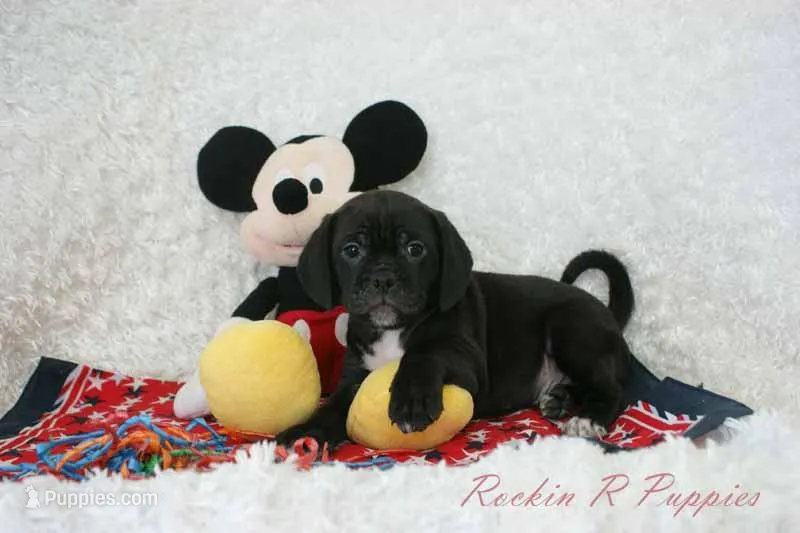 Andy Shipping Included – Puggle puppy for sale in Pottersville, MO