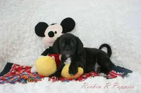 Andy Shipping Included, a male Puggle for sale in Pottersville, MO – Photo 1 of 7