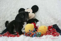 Andy Shipping Included, a male Puggle for sale in Pottersville, MO – Photo 5 of 7