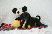 Andy Shipping Included, a male Puggle for sale in Pottersville, MO – Photo 2 of 7