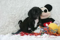 Andy Shipping Included, a male Puggle for sale in Pottersville, MO – Photo 7 of 7