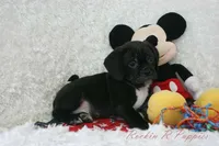 Andy Shipping Included, a male Puggle for sale in Pottersville, MO – Photo 6 of 7