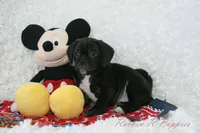 Andy Shipping Included, a male Puggle for sale in Pottersville, MO – Photo 4 of 7