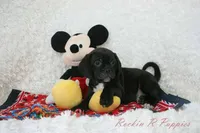 Andy Shipping Included, a male Puggle for sale in Pottersville, MO – Photo 3 of 7