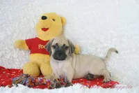 Duke Shipping Included, a male Puggle for sale in Pottersville, MO – 5 of 6