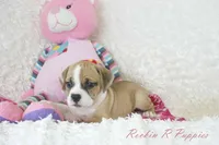 Keely Shipping Included, a female English Bulldog and Puggle for sale in Pottersville, MO – 7 of 7