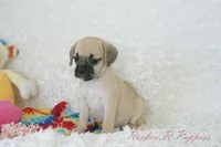 Polly Shipping Included, a female Puggle for sale in Pottersville, MO – 7 of 8
