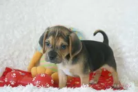 Jax Shipping Included, a male Puggle for sale in Pottersville, MO – 5 of 6