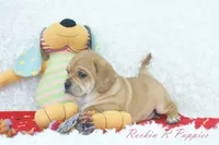 Ham Shipping Included, a male Puggle for sale in Pottersville, MO – 4 of 5