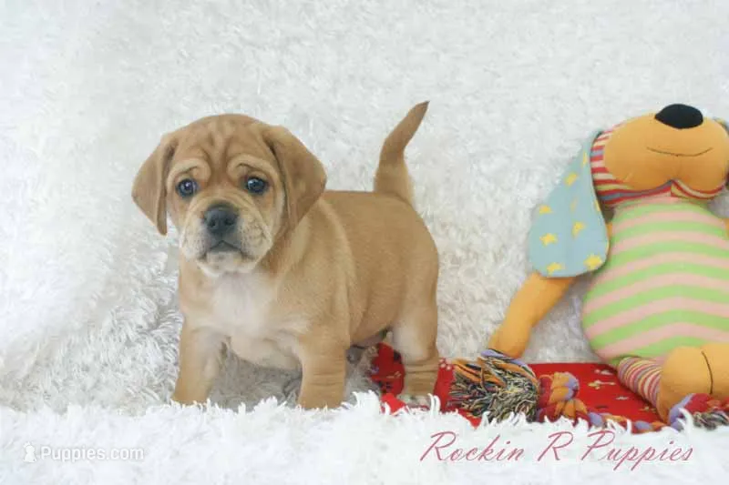 Ham Shipping Included – Puggle puppy for sale in Pottersville, MO