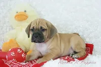 Benson Shipping Included, a male Puggle for sale in Pottersville, MO – Photo 2 of 6