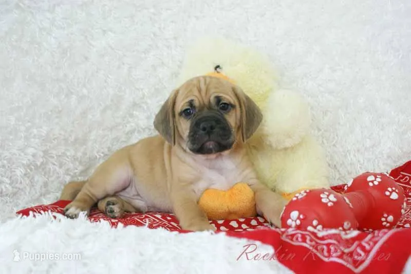 Benson Shipping Included – Puggle puppy for sale in Pottersville, MO