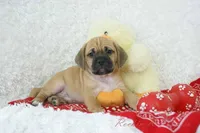 Benson Shipping Included, a male Puggle for sale in Pottersville, MO – Photo 1 of 6