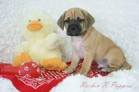 Benson Shipping Included, a male Puggle for sale in Pottersville, MO – Photo 4 of 6